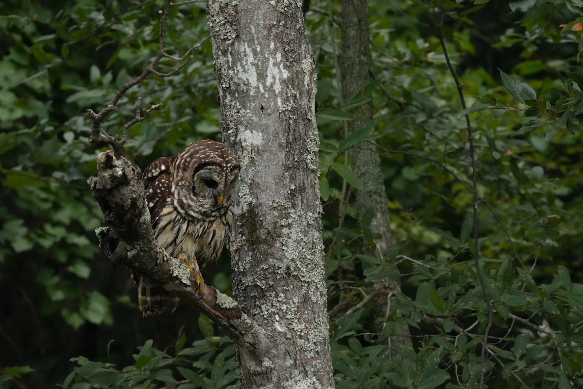 Barred Owl - ML639876955