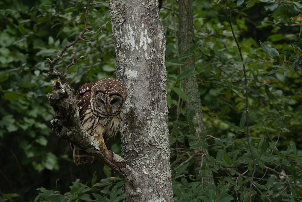 Barred Owl - ML639876956