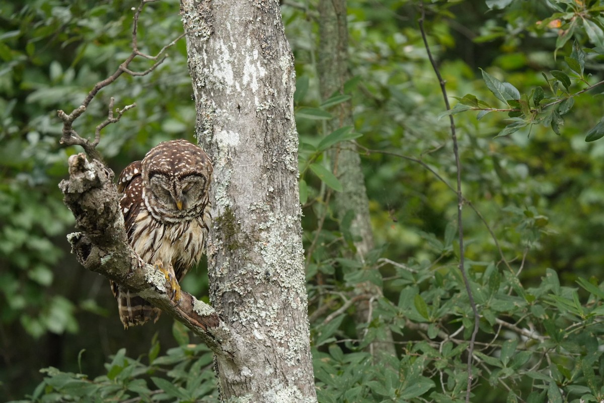 Barred Owl - ML639876957