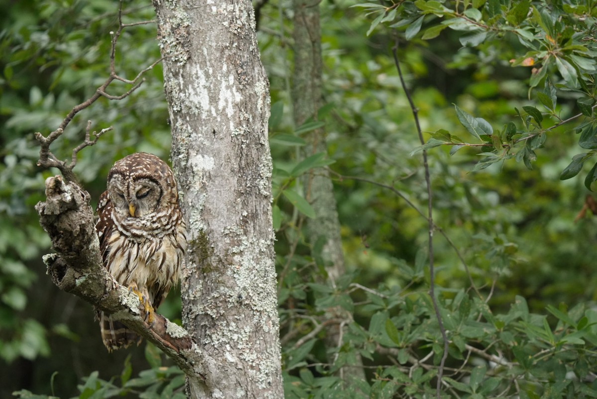 Barred Owl - ML639876958