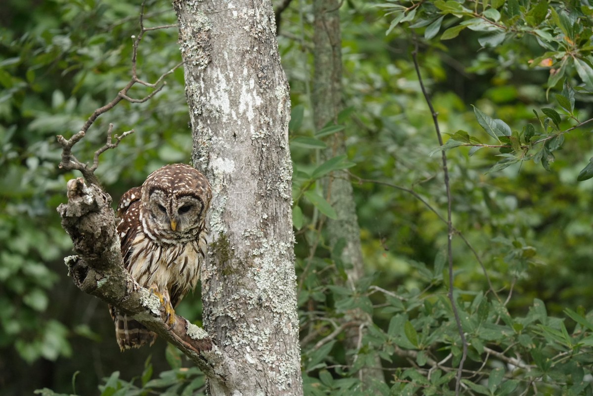Barred Owl - ML639876959