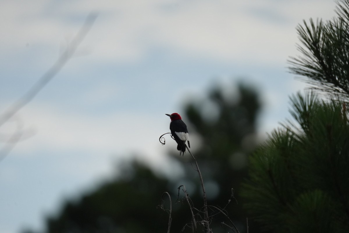 Red-headed Woodpecker - ML639876977