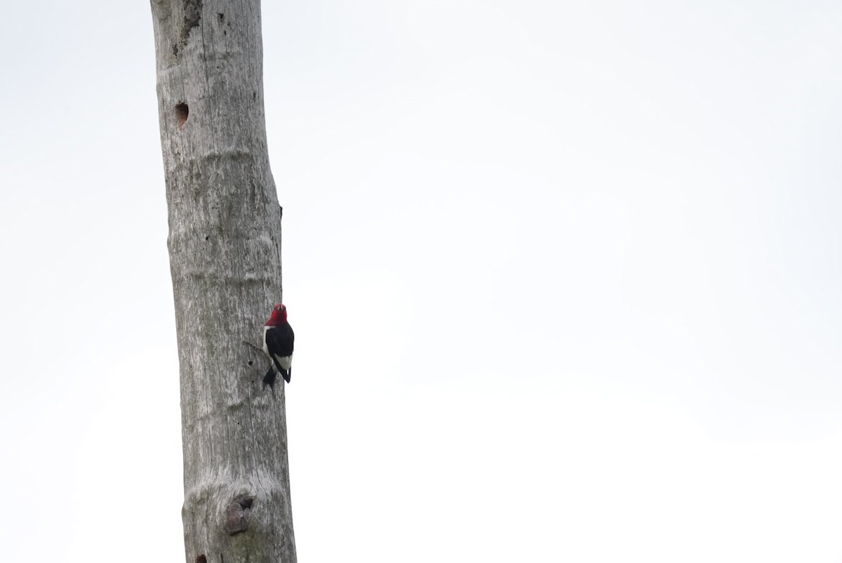 Red-headed Woodpecker - ML639876978