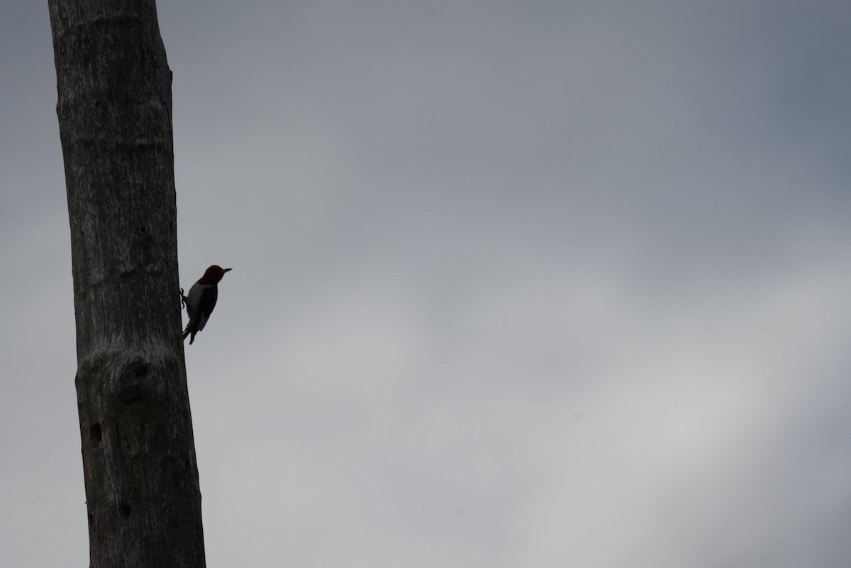 Red-headed Woodpecker - ML639876979