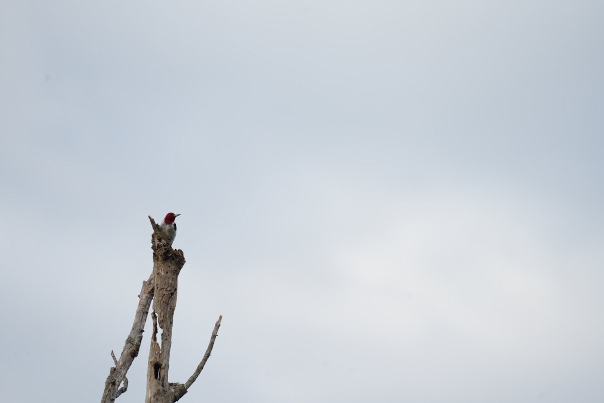 Red-headed Woodpecker - ML639876980