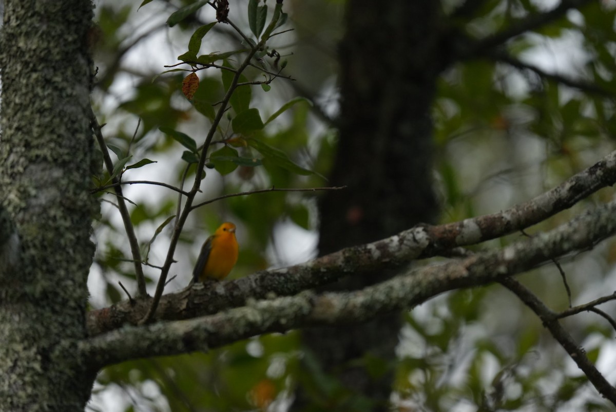 Prothonotary Warbler - ML639876994