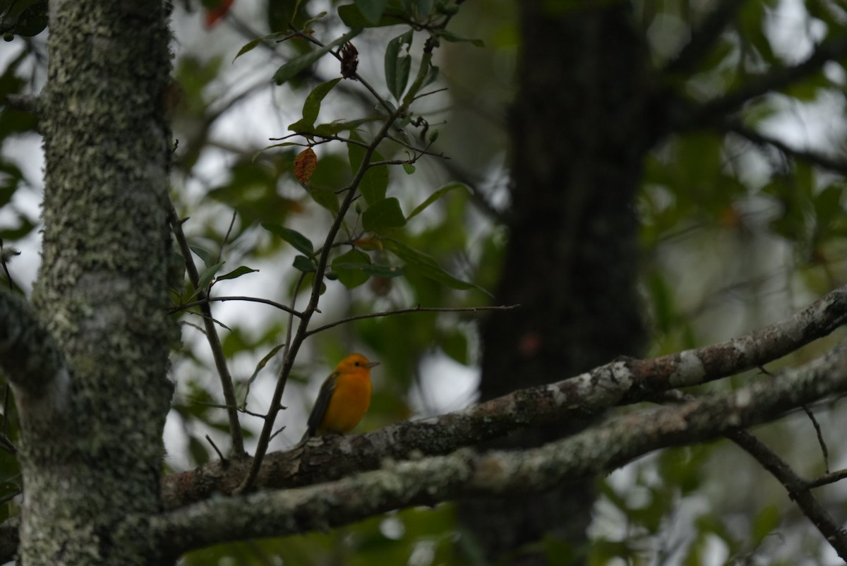 Prothonotary Warbler - ML639876995