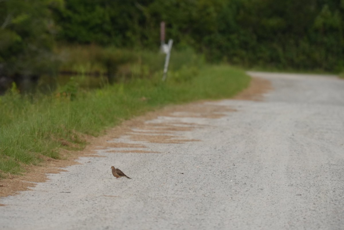 Mourning Dove - ML639877005