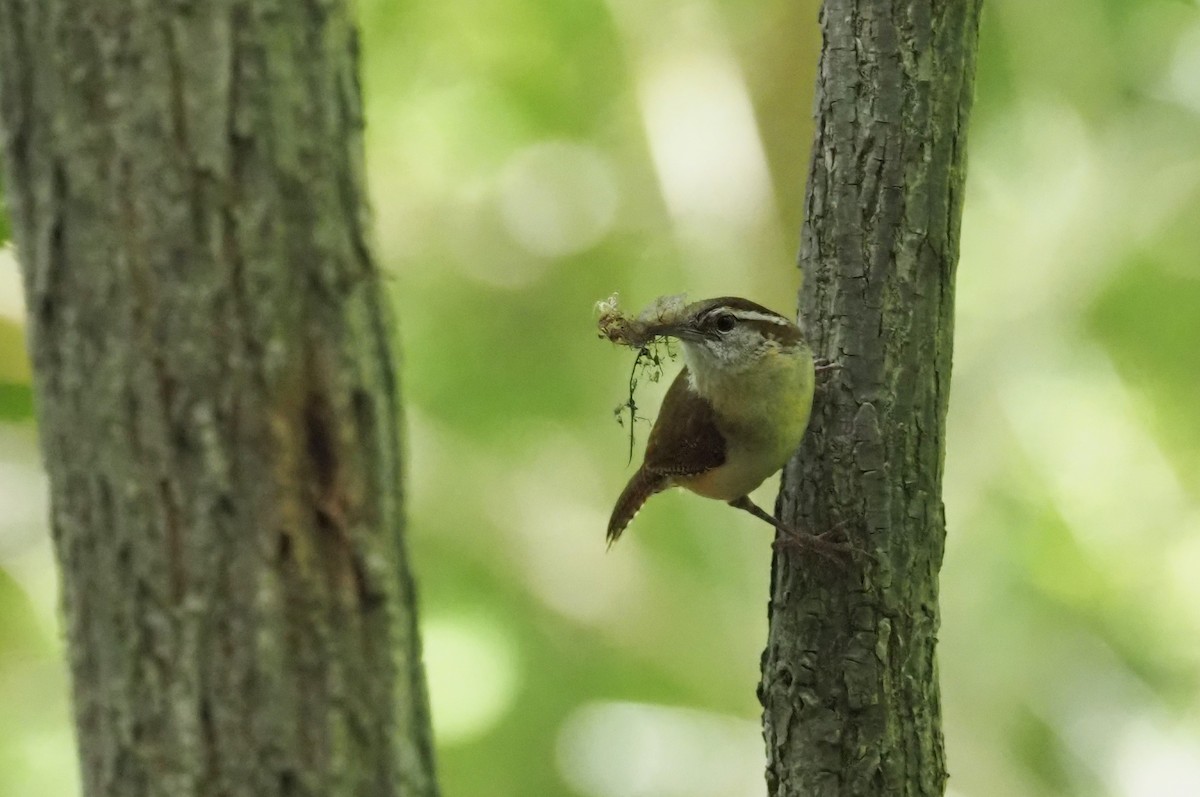 Carolina Wren - ML639877006