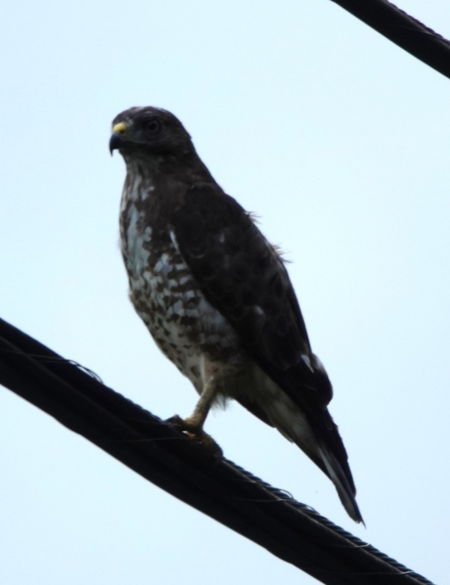 ハネビロノスリ - ML639877031