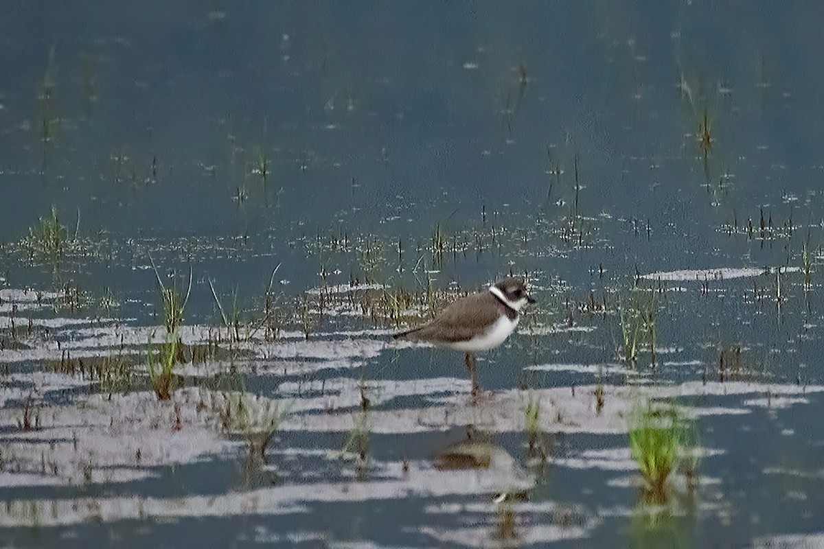 Semipalmated Plover - ML639877055