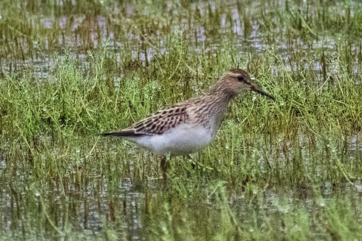Pectoral Sandpiper - ML639877060