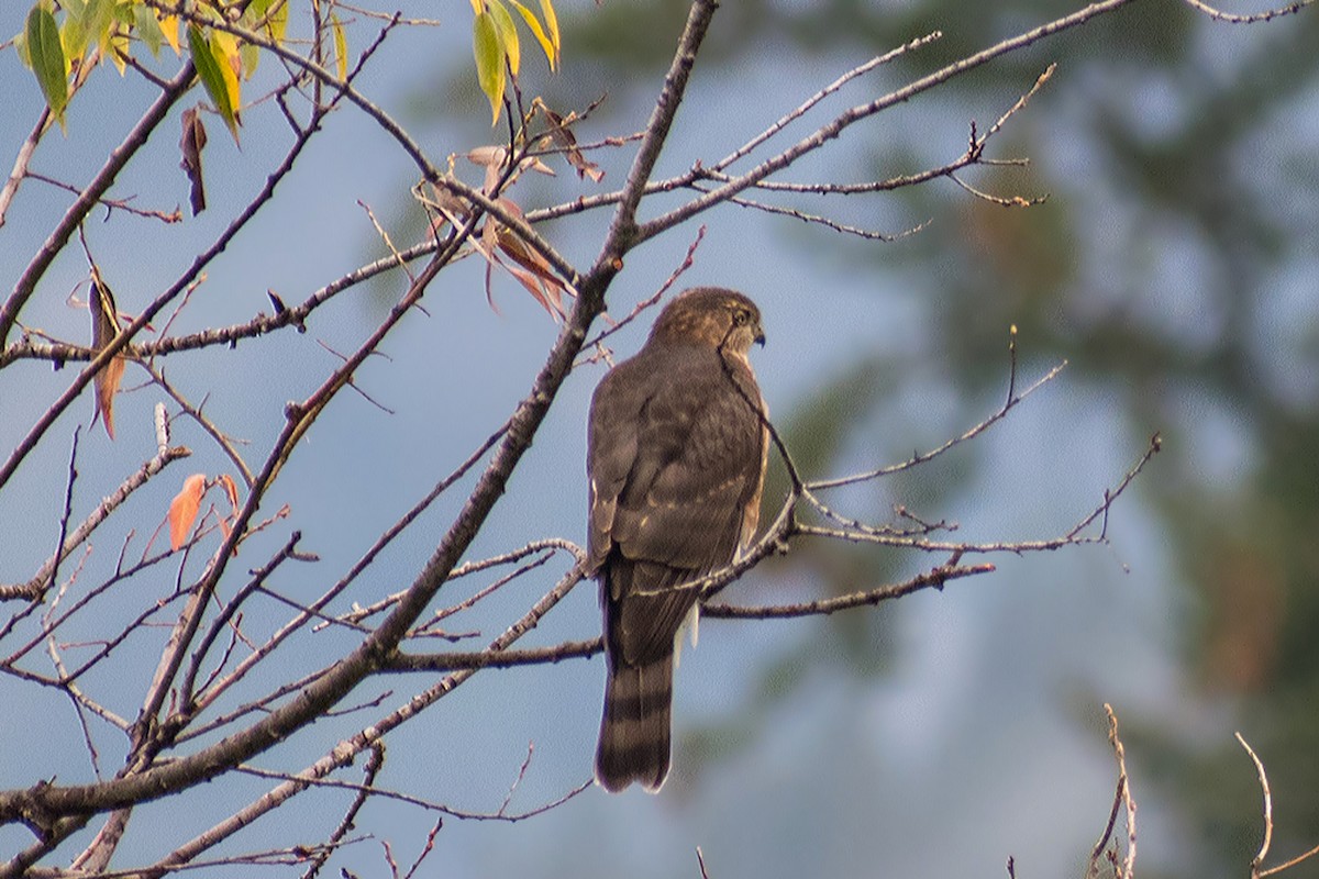 Sharp-shinned Hawk - ML639877067