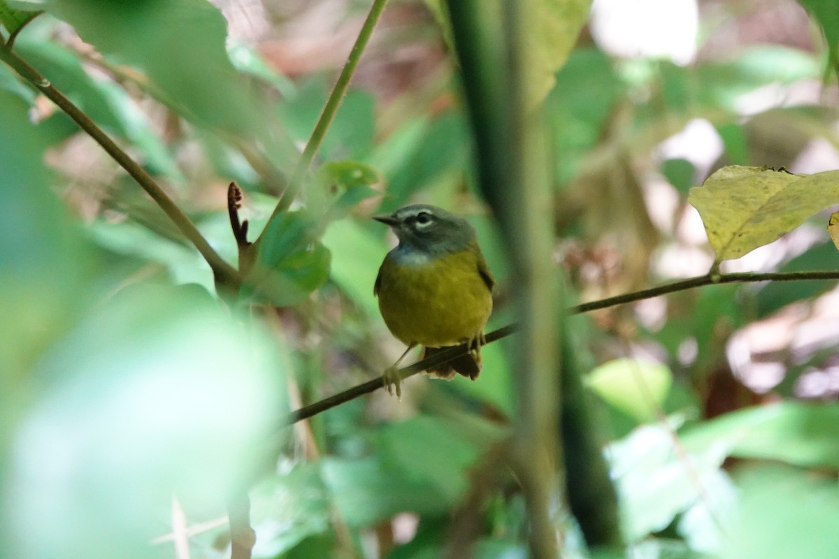White-lored Warbler - ML639877173