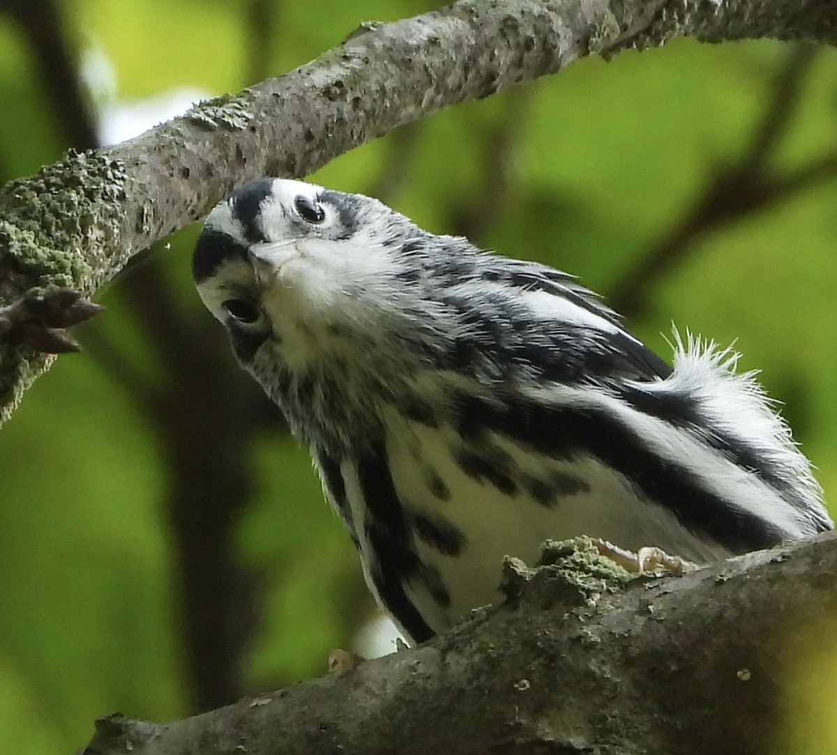 Black-and-white Warbler - ML639877229
