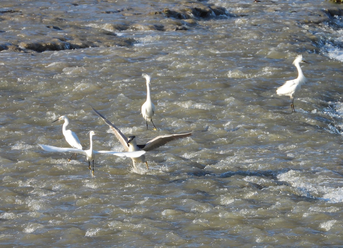 Snowy Egret - ML639877393