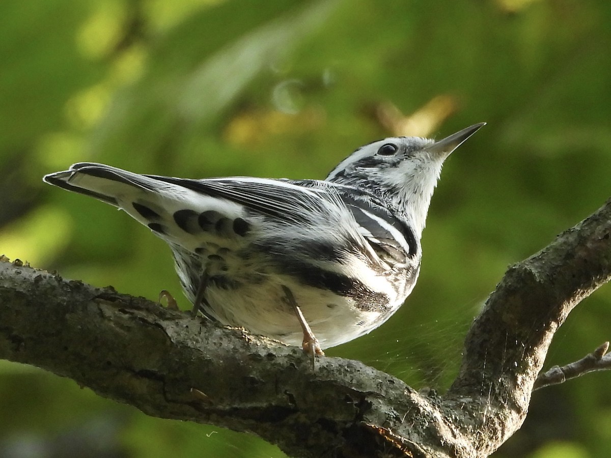 Black-and-white Warbler - ML639877466