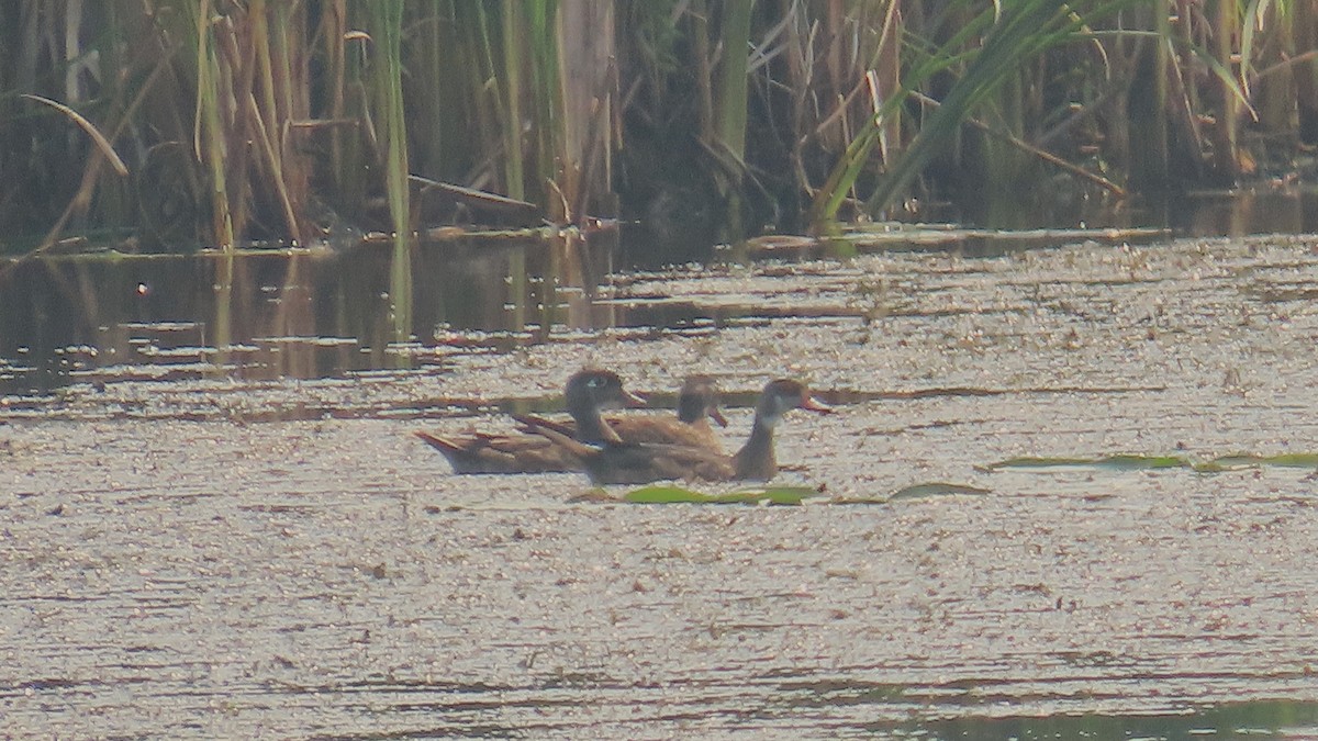 Wood Duck - ML639877501