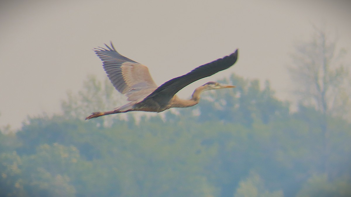 Great Blue Heron - ML639877523