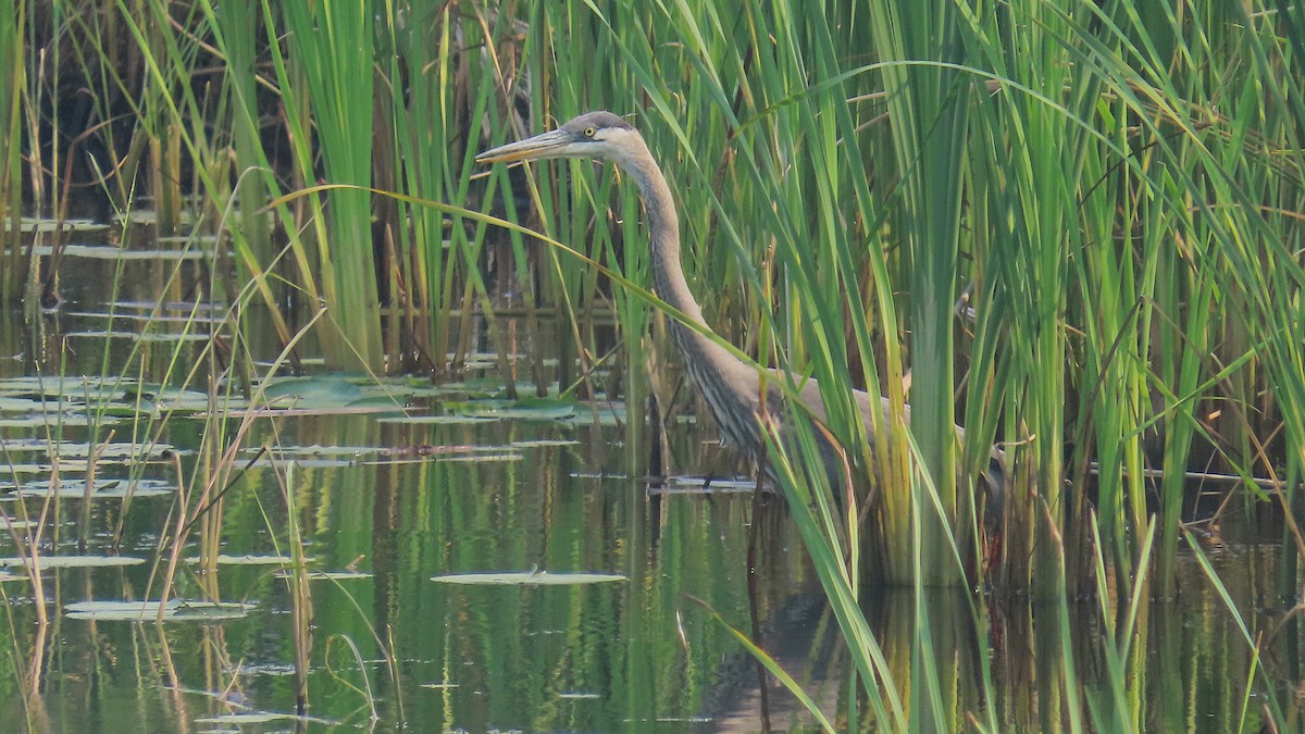 Great Blue Heron - ML639877524