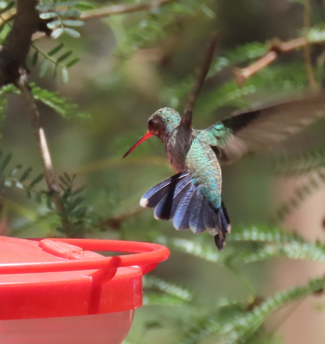 Colibrí Piquiancho Común - ML639877551