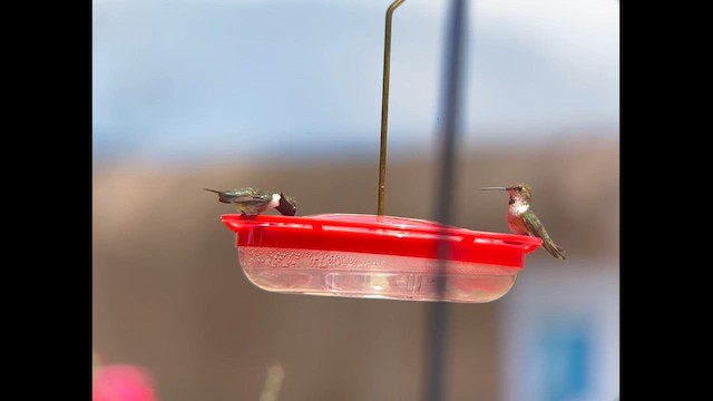 Lucifer Hummingbird - ML639877635