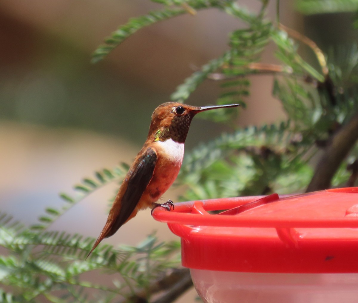 Colibrí Rufo - ML639877638