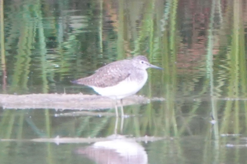Solitary Sandpiper - ML639877878