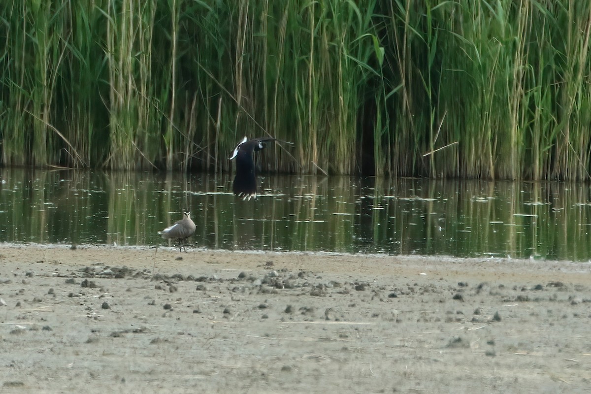 Sociable Lapwing - ML639877886