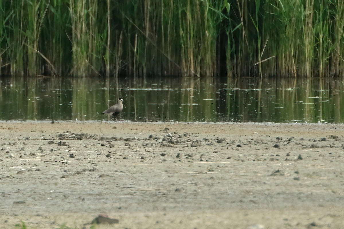Sociable Lapwing - ML639877887
