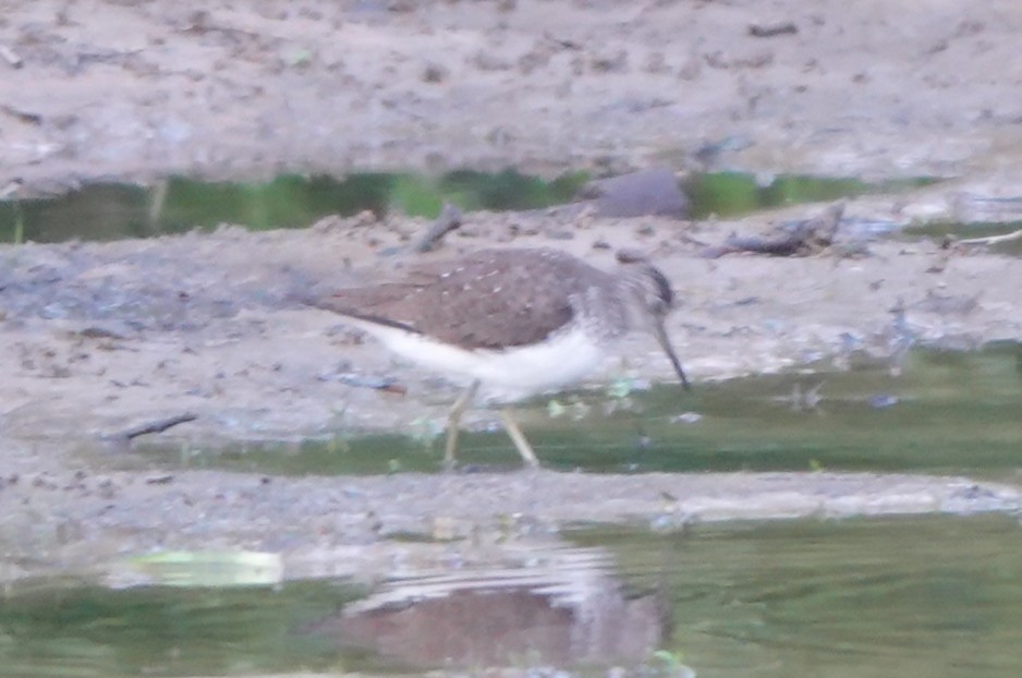 Solitary Sandpiper - ML639877888