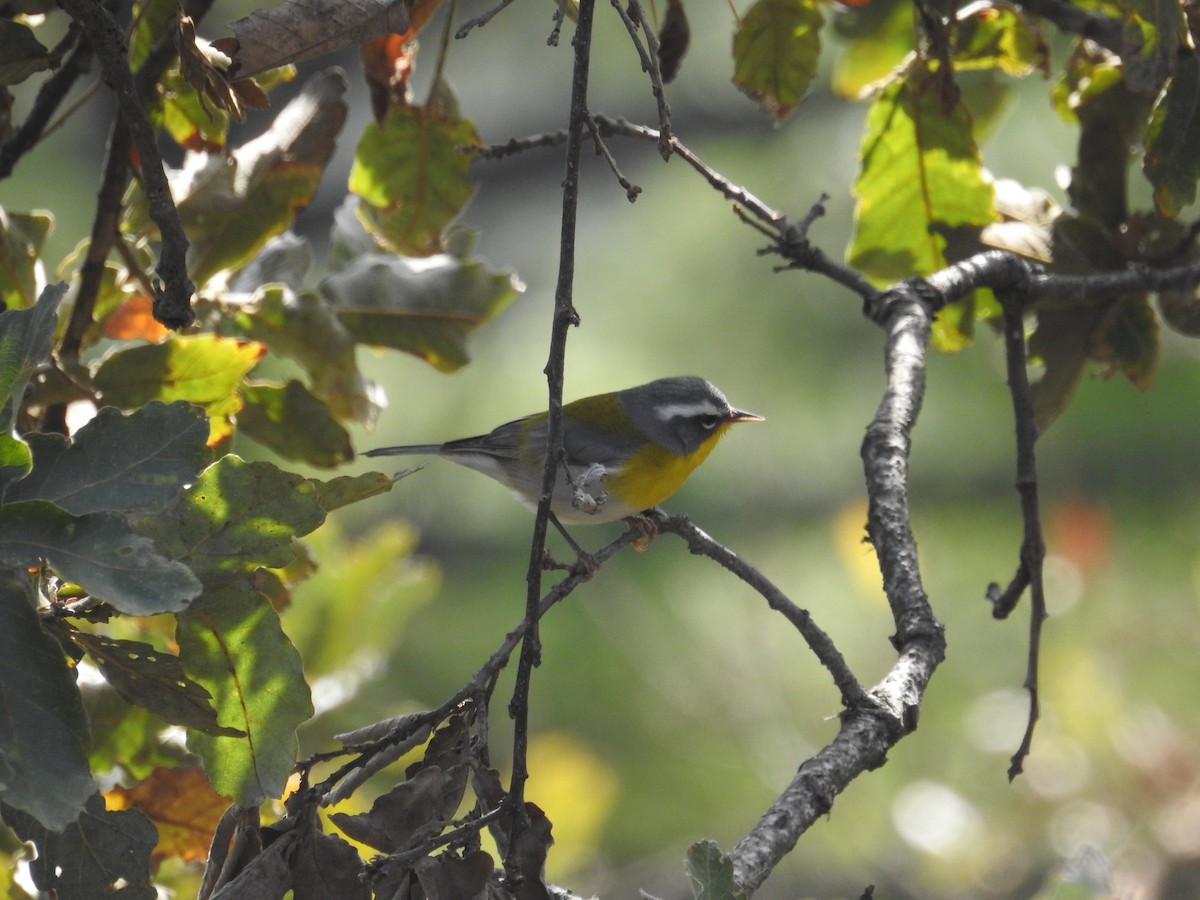 Crescent-chested Warbler - ML639877926