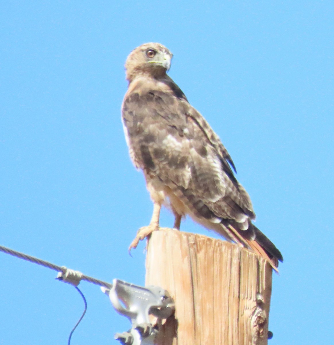 Busardo Colirrojo - ML639878092