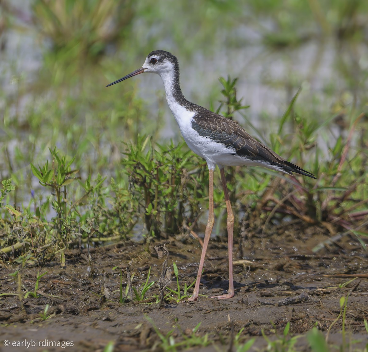 Black-necked Stilt - ML639878155