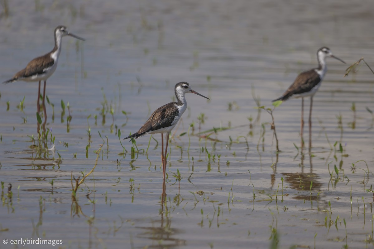 Black-necked Stilt - ML639878157