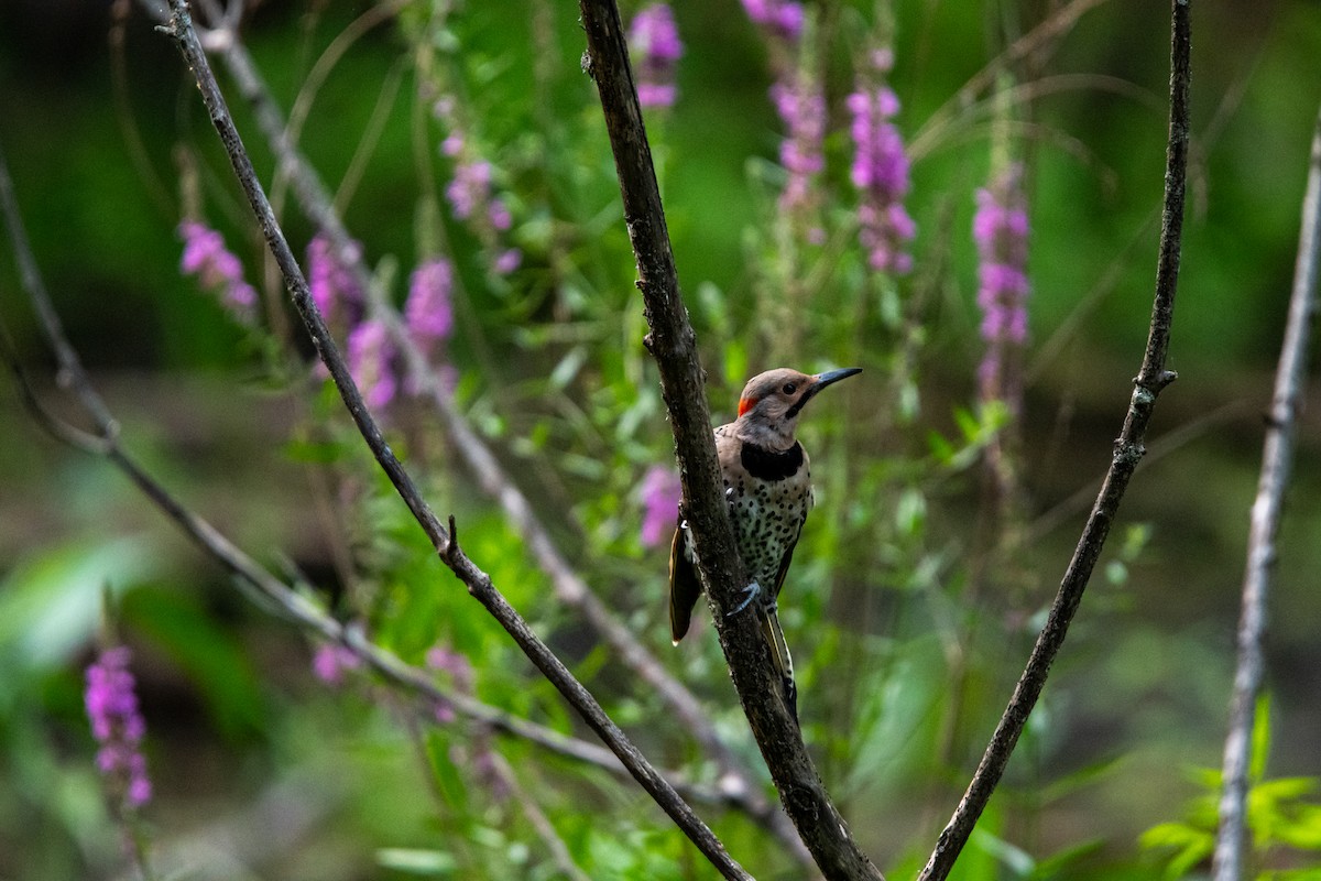 Carpintero Escapulario - ML639878171