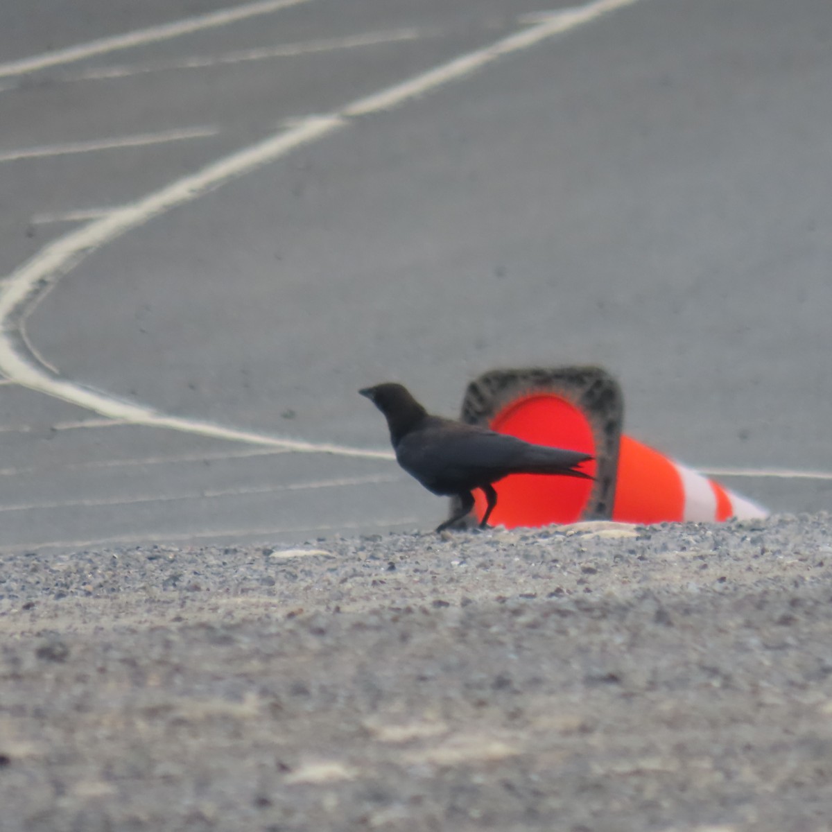 American Crow - ML639878177