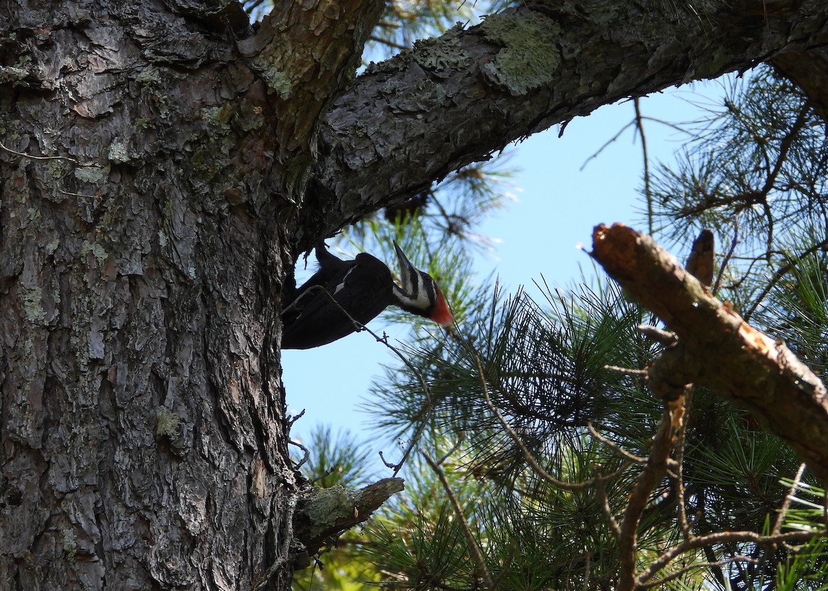 Pileated Woodpecker - ML639878195