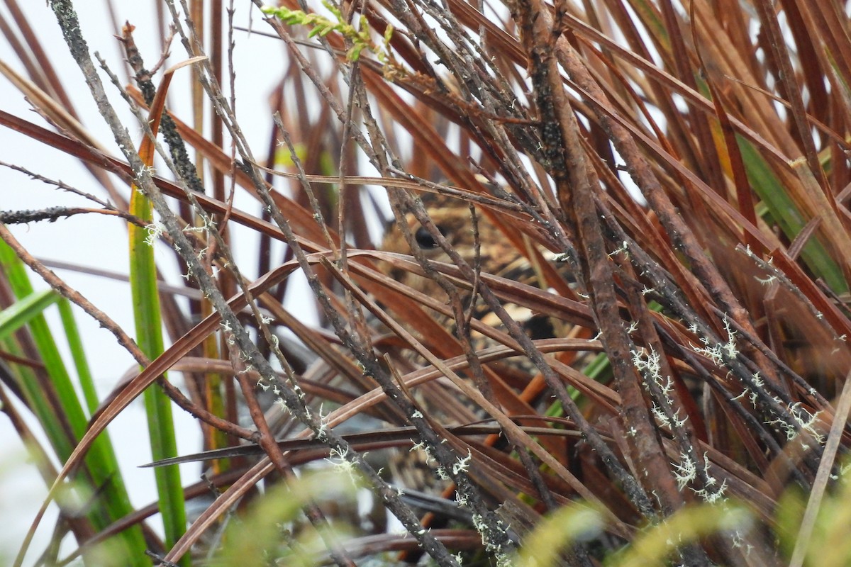 Noble Snipe - ML639878212