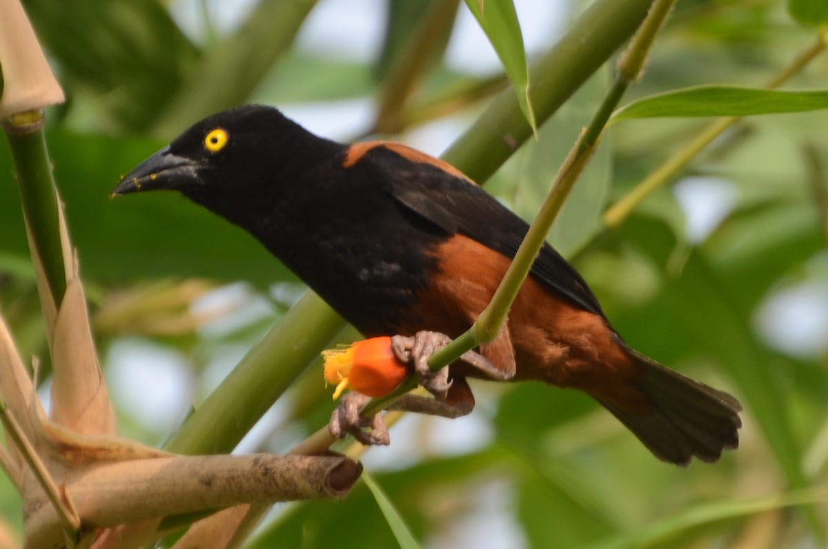 Chestnut-and-black Weaver - ML639878308