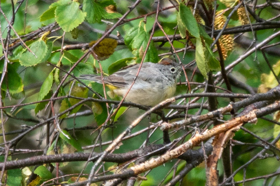 Virginia's Warbler - ML639878334