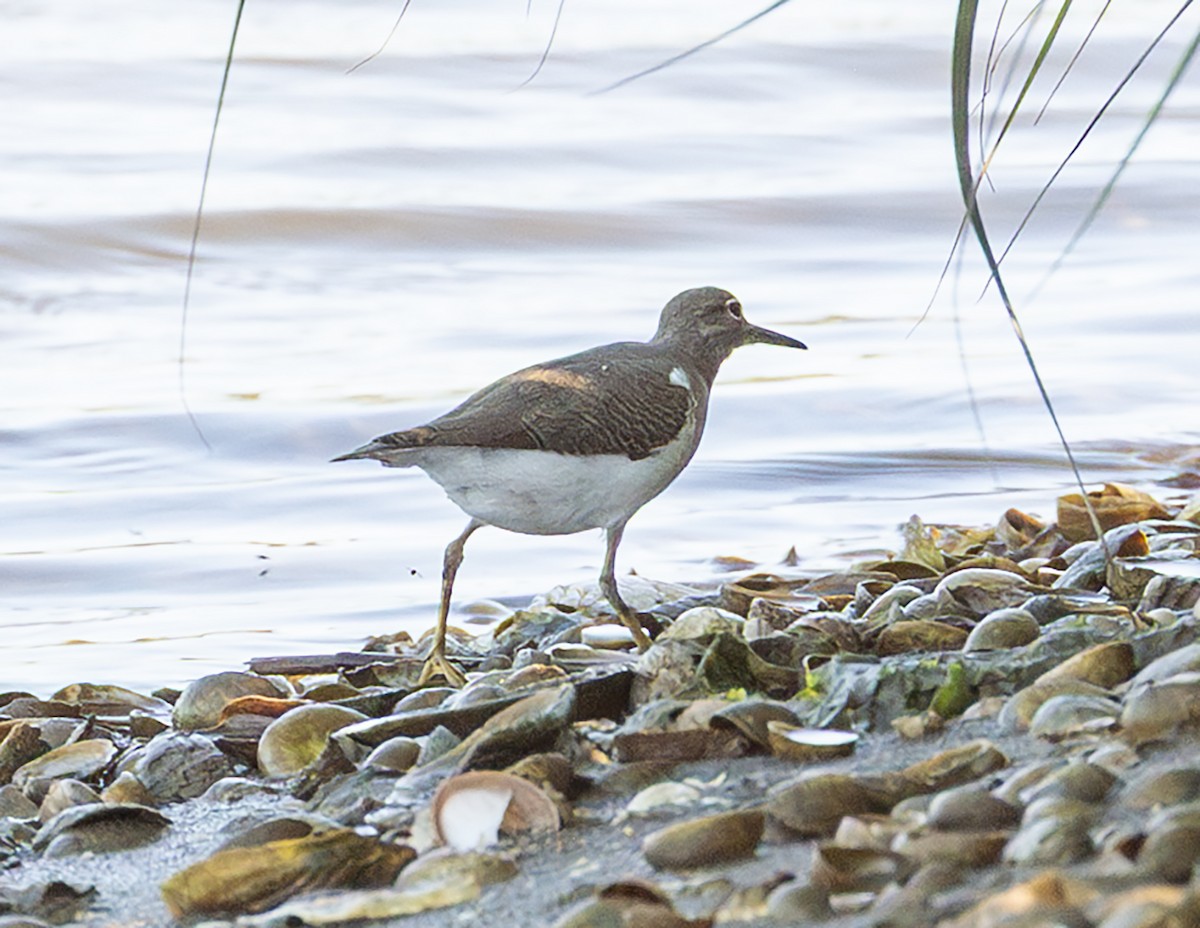 Spotted Sandpiper - ML639878434