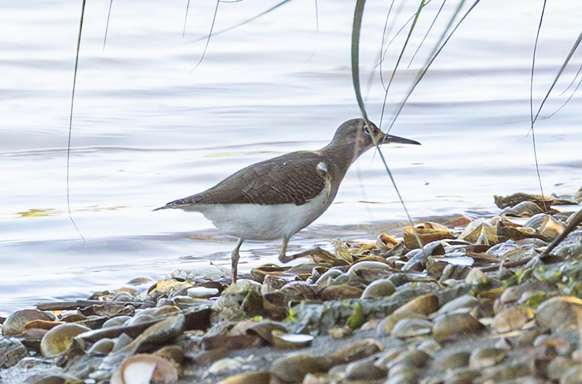 Spotted Sandpiper - ML639878437