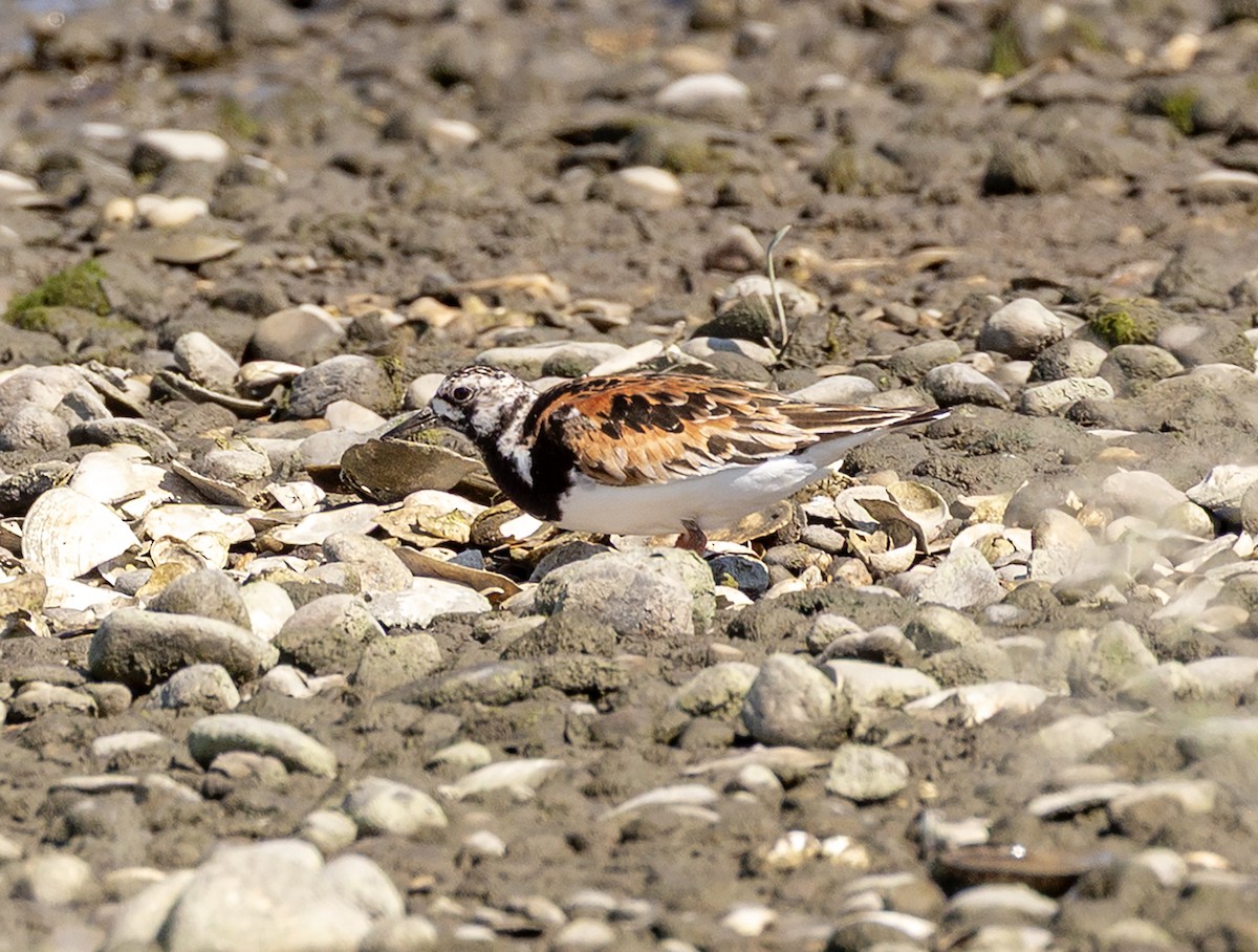 Ruddy Turnstone - ML639878442