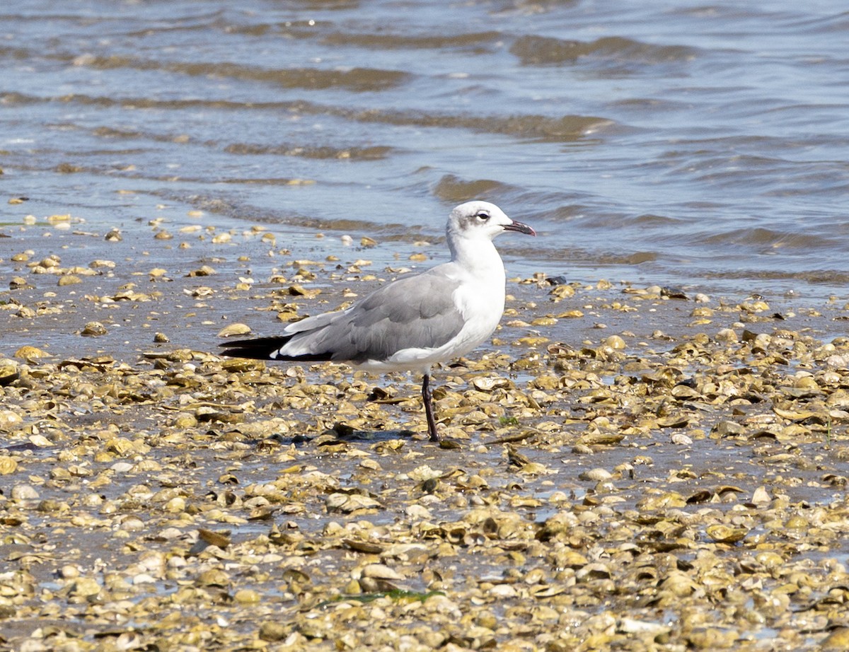 Laughing Gull - ML639878445