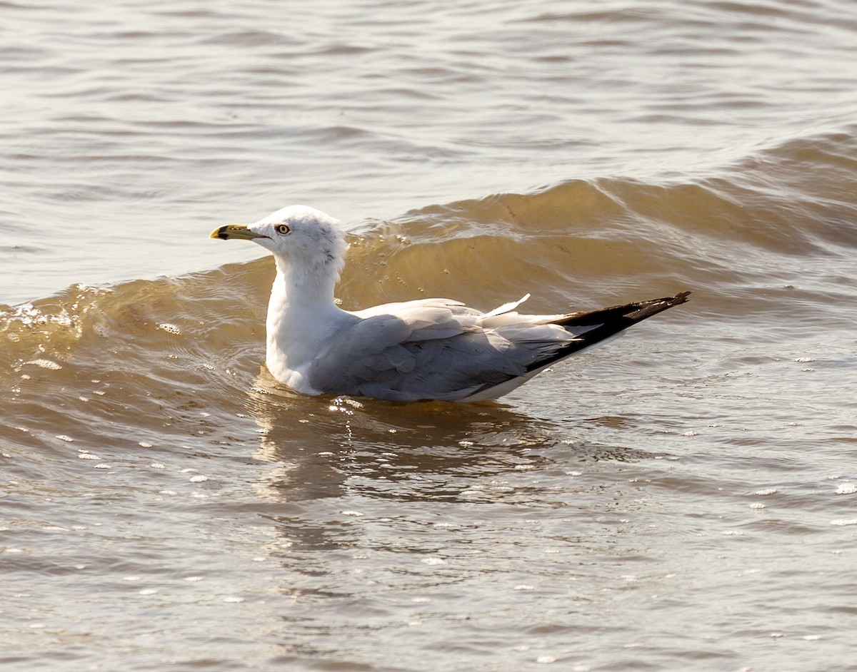 Ring-billed Gull - ML639878448