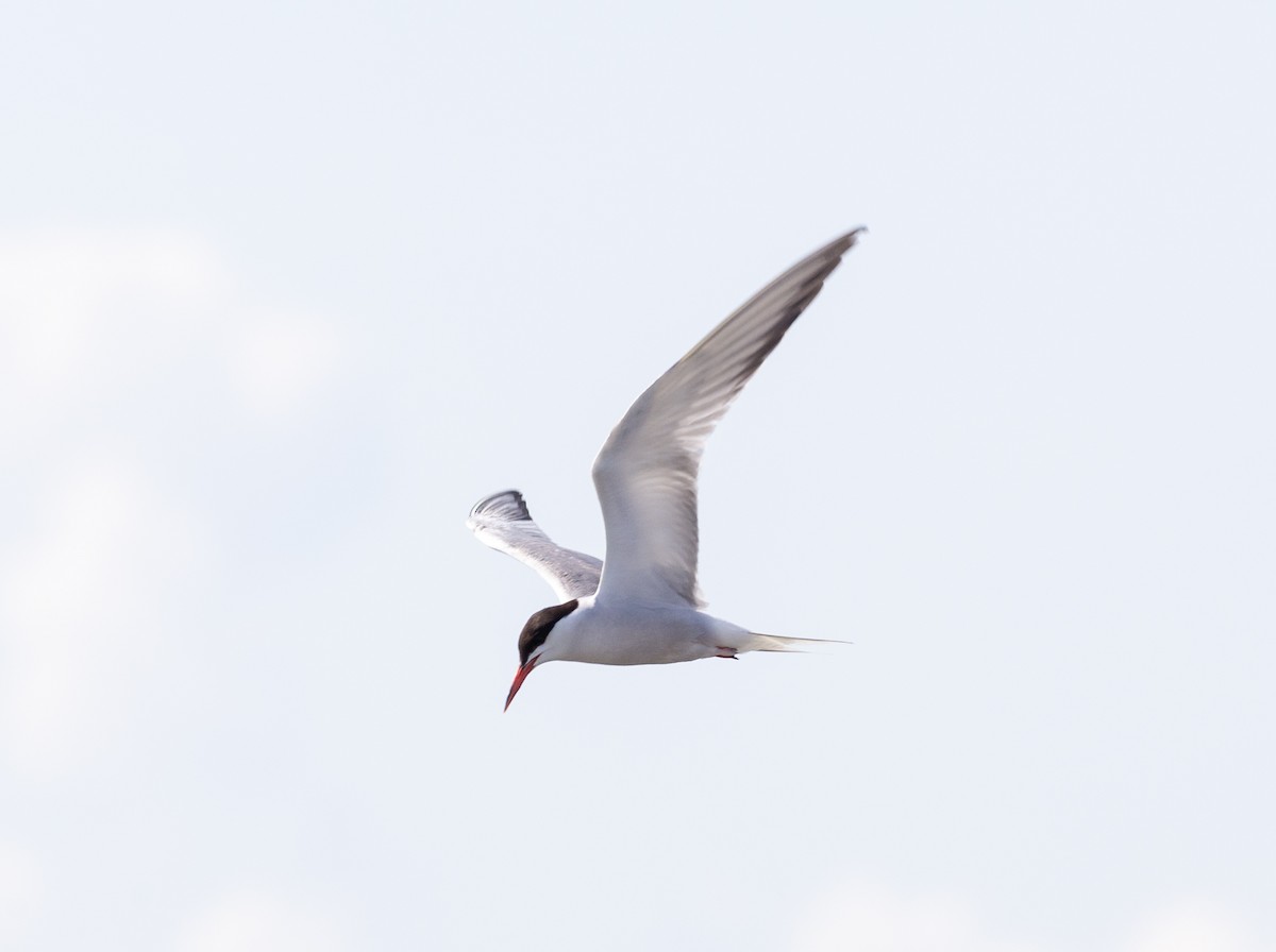 Common Tern - ML639878451