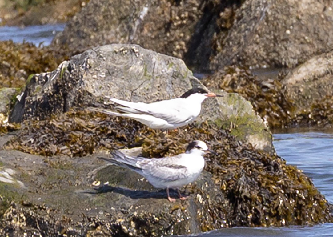 Roseate Tern - ML639878452