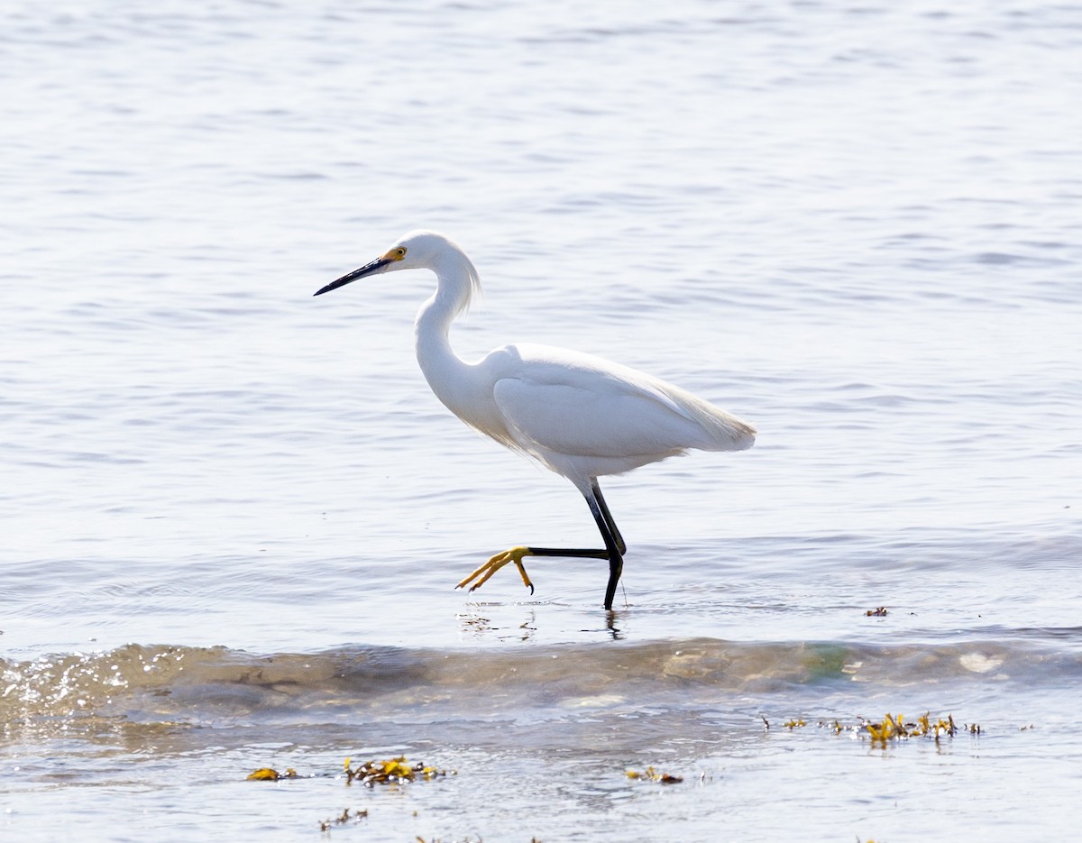 Snowy Egret - ML639878458