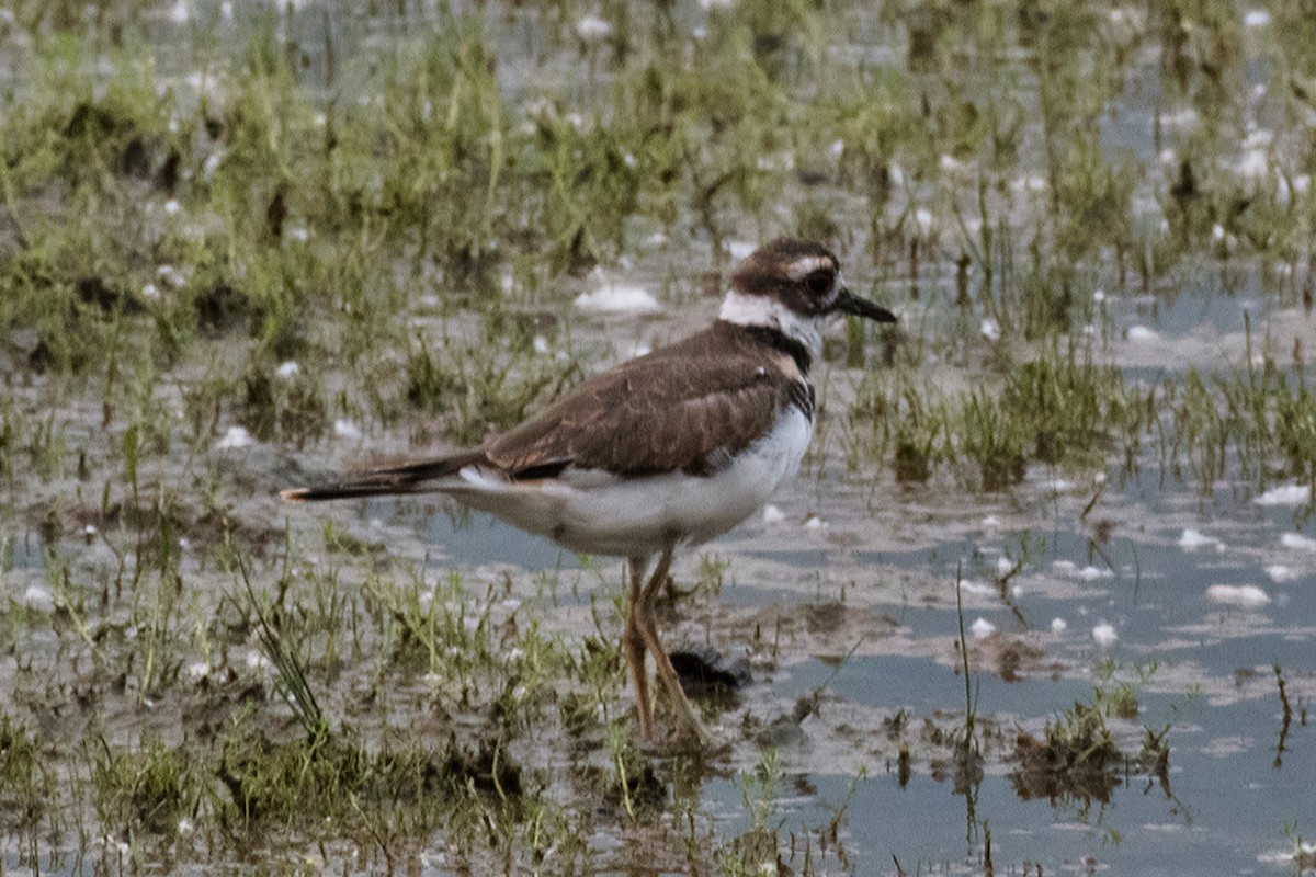 Killdeer - ML639878491